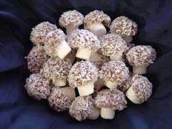 Coconut Mushrooms